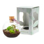 Wardians® Ecosystem - Bowl small, In giftbox