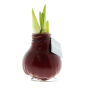 No Water Flowers® - Waxz® Colours, In giftbox, Bordeaux